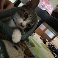 ゴマニャン 会員画像