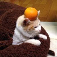 会員画像
