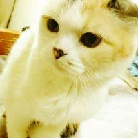 maple chiffon 会員画像