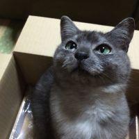 neko2580 会員画像
