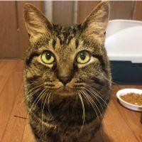 mamify 会員画像