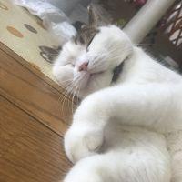 橋の下のすあま 会員画像