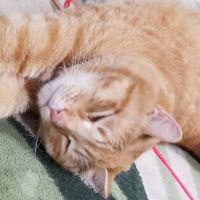 ネコのお腹 会員画像