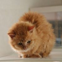 あんきなとろろ