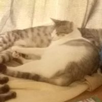 山ねこ 会員画像