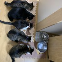 ネコの足跡さん