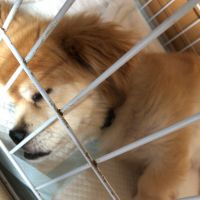 れんめ 会員画像