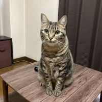 あんどーる 会員画像