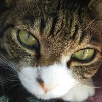 ねこはん♪ 会員画像