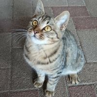 キャットファースト三島 会員画像