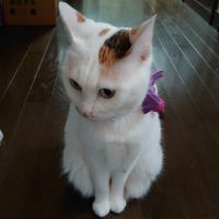 aoakua 会員画像