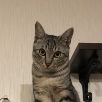 くろショコラ 会員画像