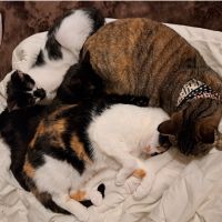 アオタロー 会員画像