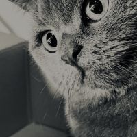 カリメロQ 会員画像