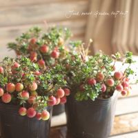 はなももさん 会員画像