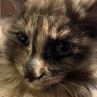 やまさと 会員画像