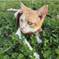 sunkistraspberry 会員画像