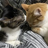 ひすいにゃん 会員画像