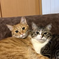 ミク&レム 会員画像