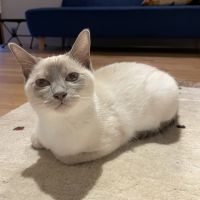 レイリーーさん