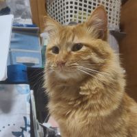 ふうてんのトラさん