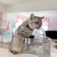 ジャズペットさん