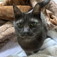 カルサタン 会員画像