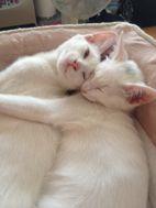 マドカまま 会員画像