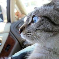 しっぽねこ 会員画像