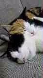 love angel cat 会員画像