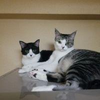 パニ子＆ポニ夫