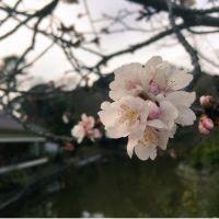 ほしみ 会員画像