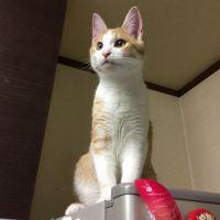 アンバサ 会員画像