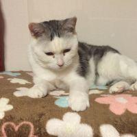 こたのすけさん