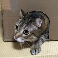 いるぺん 会員画像
