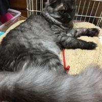 ネコヘルプさん