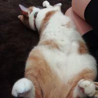 ゆめる 会員画像