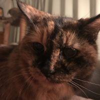 dancetomo 会員画像