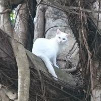 尾崎ねこ 会員画像