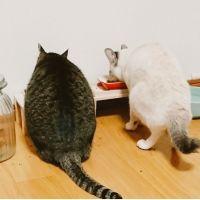 らーちゃんのお母さん 会員画像