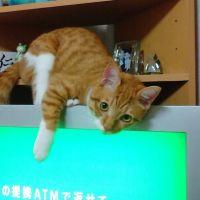 るりあん 会員画像