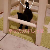 にゃんこスター2さん