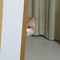 きょんぞう 会員画像