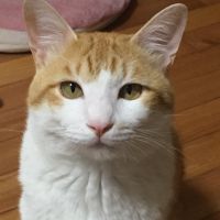 マノンオレンジ 会員画像