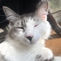 松猫(待つ猫) 会員画像