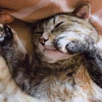 ねこだいすきっこ 会員画像