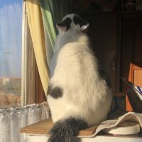 ねこさんすてき 会員画像