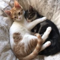 ねこ友の会ume 会員画像