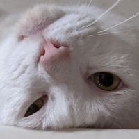 にゃんのおうち 会員画像