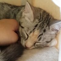 カヤコ 会員画像